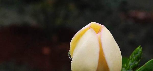 花的花语和寓意解读（探索花的语言）