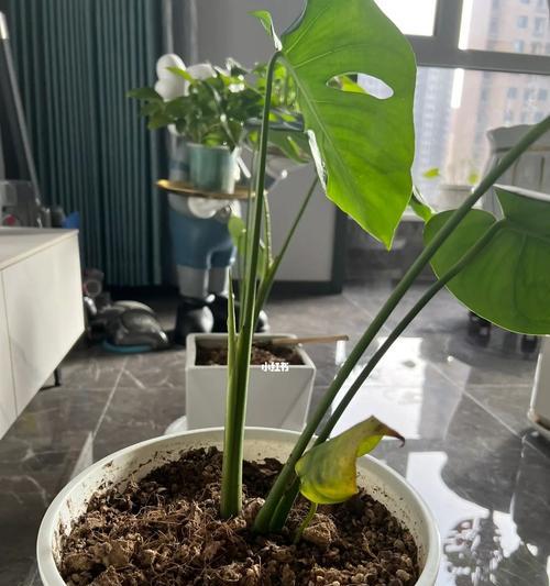 龟背竹（探寻龟背竹的意义与象征）