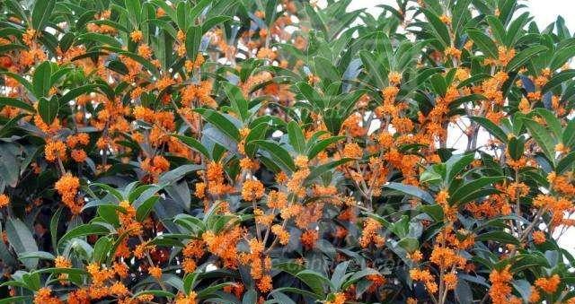 桂花花语（桂花的花语意义及文化传承）