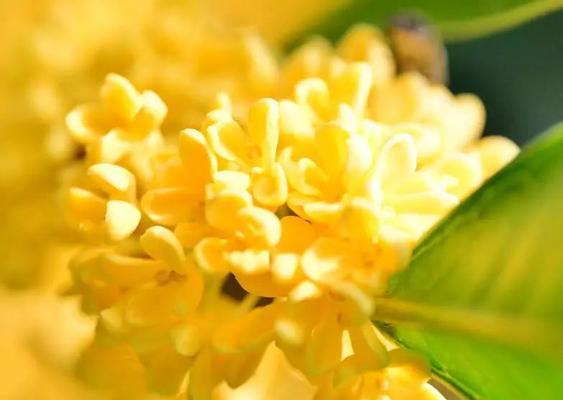 桂花花语（桂花的花语意义及文化传承）