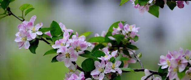 海棠花的花语与传说（唤起爱情与美丽的代表——海棠花）