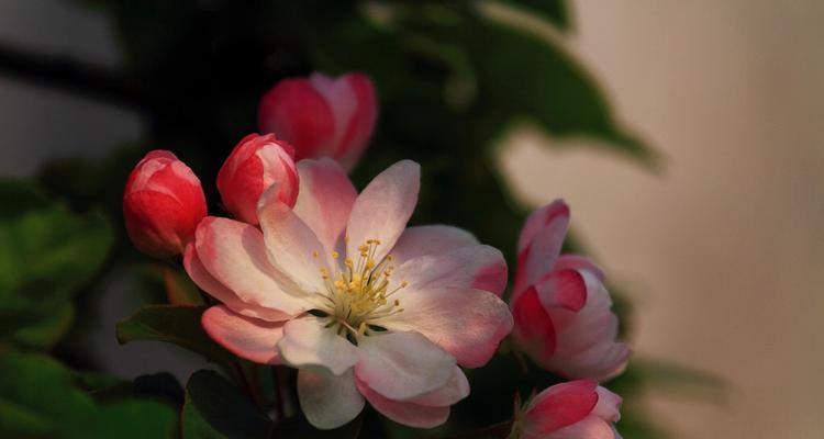海棠花语与寓意（探秘海棠花的寓意与象征）