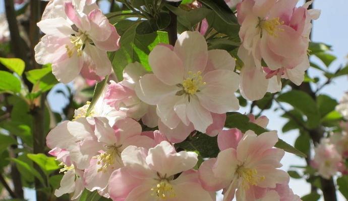 四季海棠，花开寓意无限（四季海棠花语）