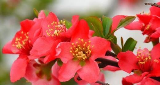 四季海棠，花开寓意无限（四季海棠花语）