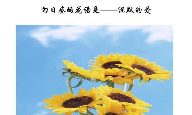 海桐花花语——赋予生命力的美丽（探寻海桐花的花语之美）