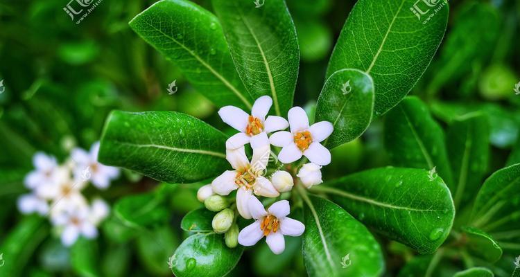 海桐花语（以海桐花为媒介）
