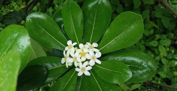 海桐花语（以海桐花为媒介）