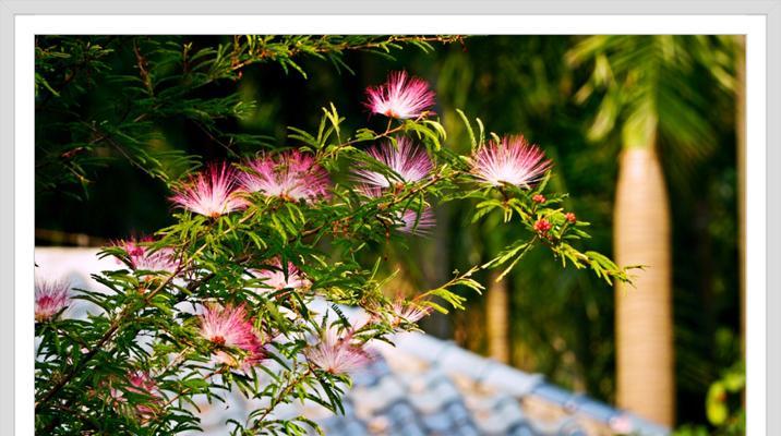 合欢花（传递友善和团结的美丽花朵）