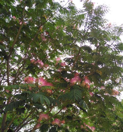 合欢花（传递友善和团结的美丽花朵）