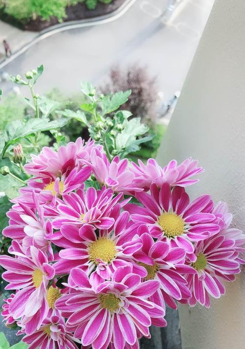 荷兰菊花（探索荷兰菊花的花语和美丽）