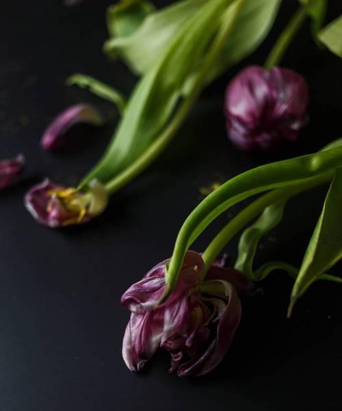 黑色郁金香花语（忧郁的黑色郁金香）