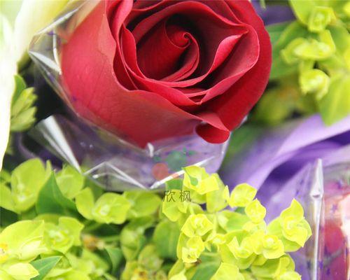 红丁香花语（唤起心灵共鸣的红丁香）