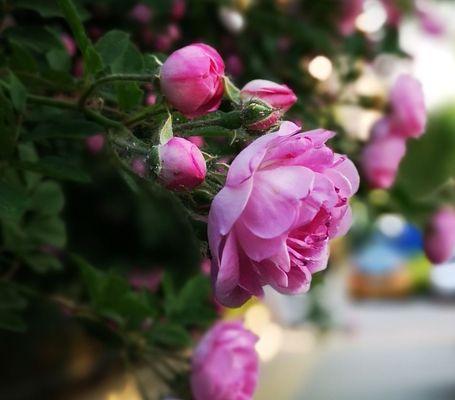 红蔷薇之花语（探寻红蔷薇的花语之美）