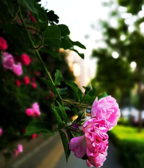 红蔷薇之花语（探寻红蔷薇的花语之美）