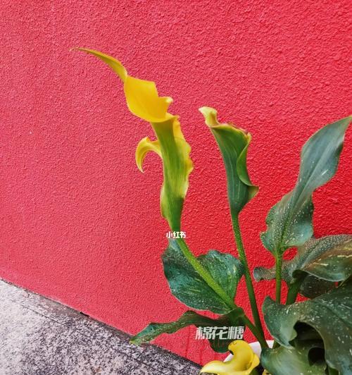 红色马蹄莲花的美丽与意义（探秘红色马蹄莲的花语）