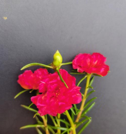红色太阳花（太阳花的寓意和花语解读）