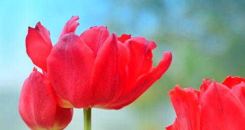 红色郁金香（红色郁金香花语及其深刻寓意）