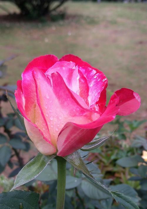 红月季花语（揭示红月季的花语之美）
