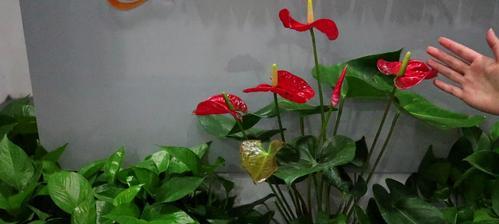 红掌花语与象征（红掌花语的丰富内涵及象征意义的启示）