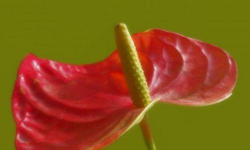 红掌花语与象征（红掌花语的丰富内涵及象征意义的启示）