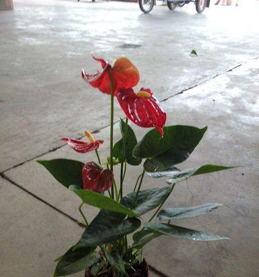 红掌花语与象征（红掌花语的丰富内涵及象征意义的启示）