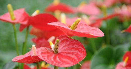 以水培红掌花语为主题的文章（探索红掌花语的深刻含义）