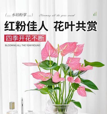 以水培红掌花语为主题的文章（探索红掌花语的深刻含义）