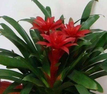 鸿运当头花（探索花语中的好运与祝福之道）