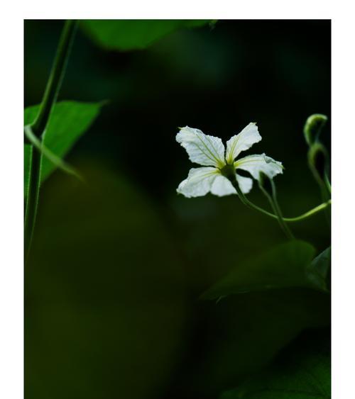 葫芦的寓意与象征意义（揭示葫芦的神奇象征与意义）