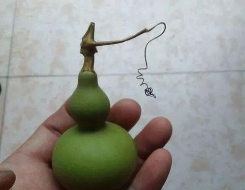 葫芦的寓意与象征意义（揭示葫芦的神奇象征与意义）