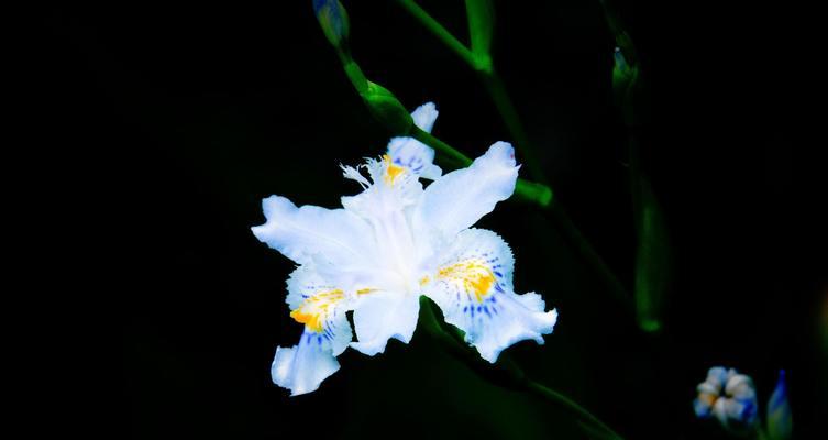 蝴蝶花之花语——寓意与传承（探寻蝴蝶花的美丽秘密）