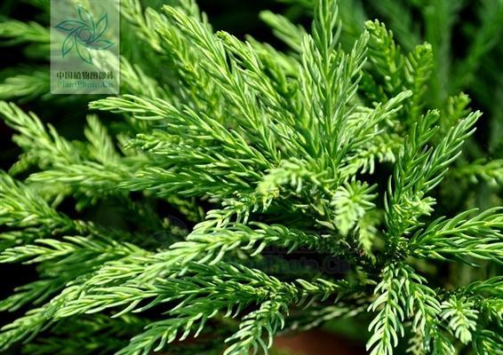 揭秘松柳植物的生长与传承（探究松柳的历史渊源）