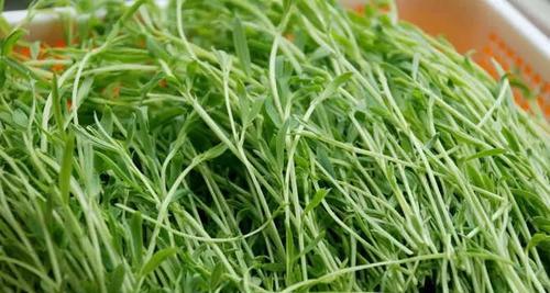 松柳种子的生长过程（从种植到成熟）