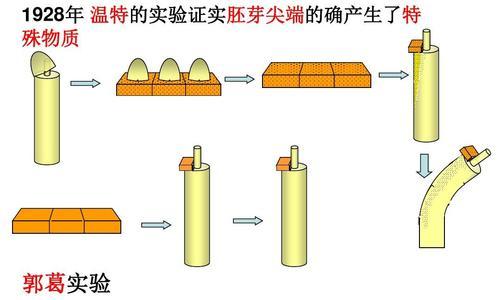 松柳种子的生长过程（从种植到成熟）