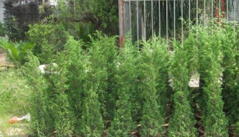 松树的生长周期及特点（一种具有生命力的植被）
