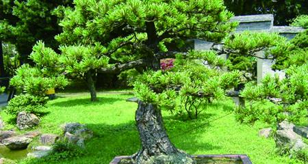 院子里也能种松树（打造绿色私家花园）