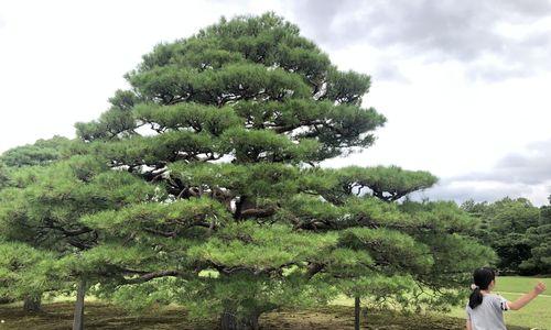 院子里也能种松树（打造绿色私家花园）
