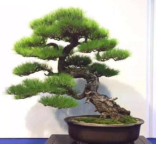 松树盆景的选择与养护（打造山林气息的精美小品）