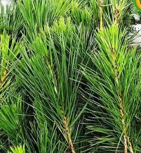 松树并不是热带植物（揭开松树的生长秘密与适应环境的特点）