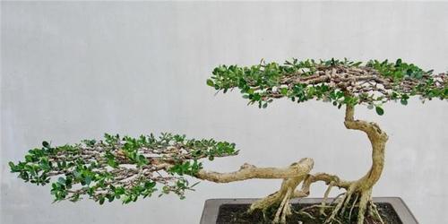松针可以用来种植多肉吗（从多个角度解析松针与多肉的关系）