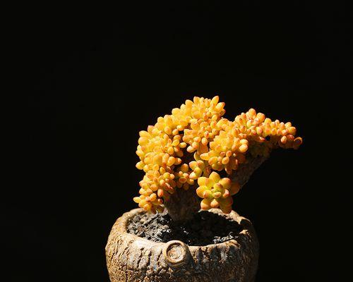 松针可以用来种植多肉吗（从多个角度解析松针与多肉的关系）