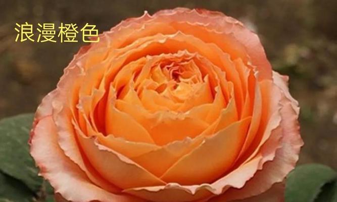 松之梦月季的优缺点（了解松之梦月季）