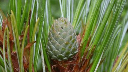 松子，这种什么植物的果实（探究松子来源）