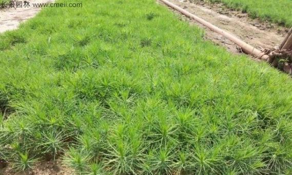 松子怎样快速发芽？-探索松子发芽的窍门