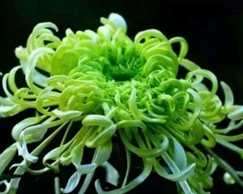 送别祭奠|送别时送什么花最合适？|送别花