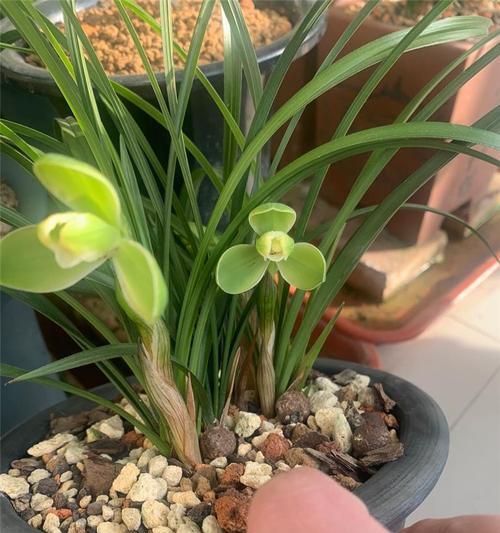 宋梅开花时间及栽培要点剖析（探寻宋梅开花奥秘）