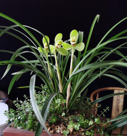 宋梅开花时间及栽培要点剖析（探寻宋梅开花奥秘）