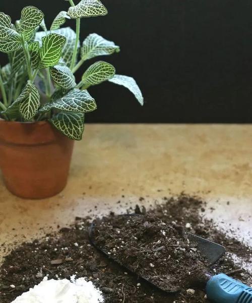 苏打水对植物的浇水效果及方法（苏打水浇花）