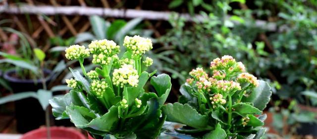 苏打水对植物的浇水效果及方法（苏打水浇花）