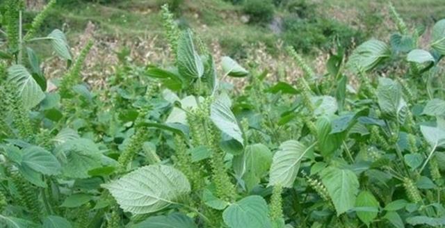探秘苏麻的神奇功效与食用方法（解读苏麻的多重作用）